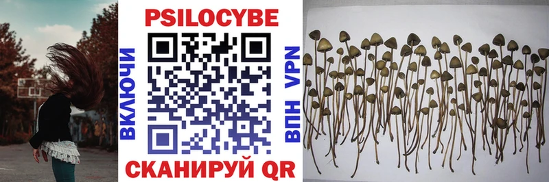 маркетплейс наркотические препараты  Сураж  Псилоцибиновые грибы Cubensis  kraken как войти 